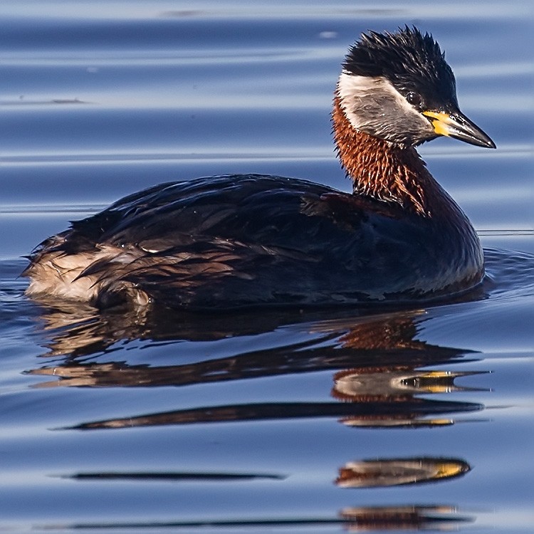 Red-necked Grebe - ML152472731