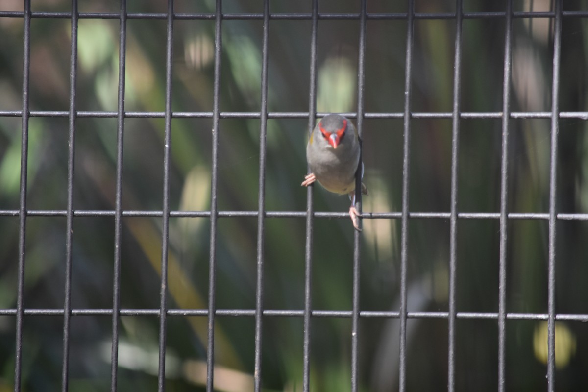Red-browed Firetail - ML152473091
