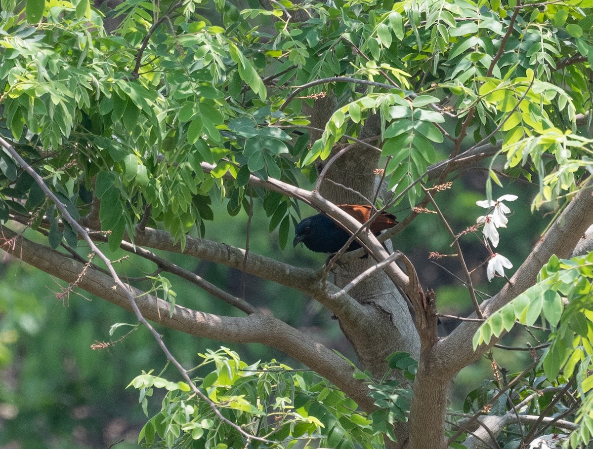 Greater Coucal - jimmy Yao