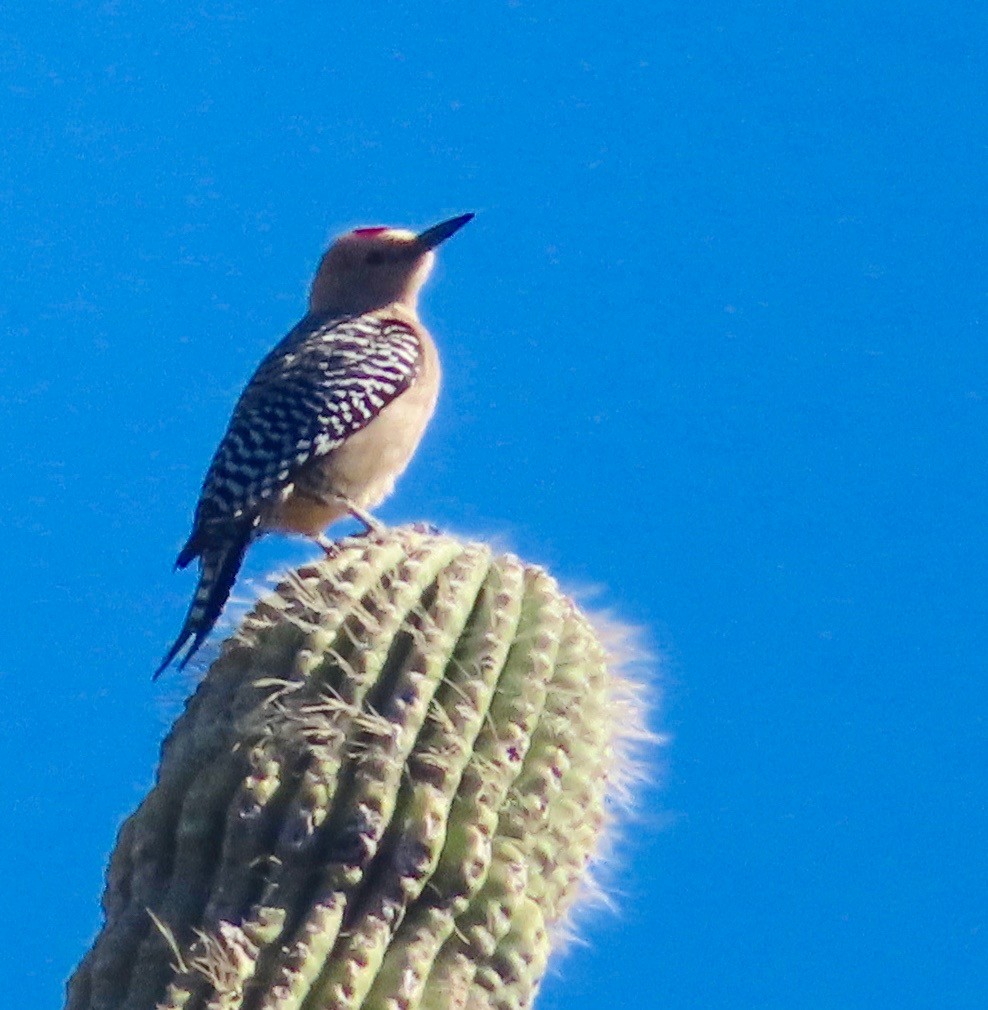 Gila Woodpecker - ML152474121