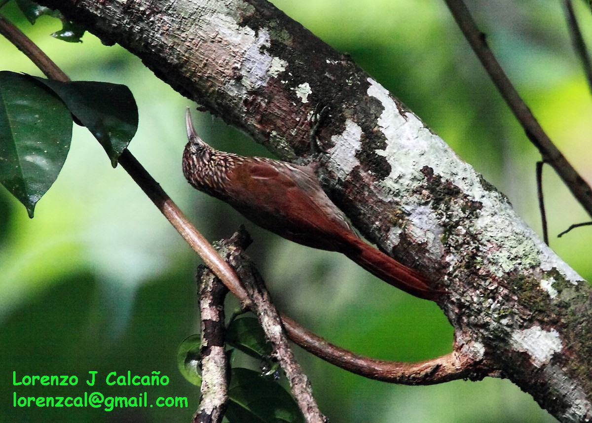 Cocoa Woodcreeper - ML152474241