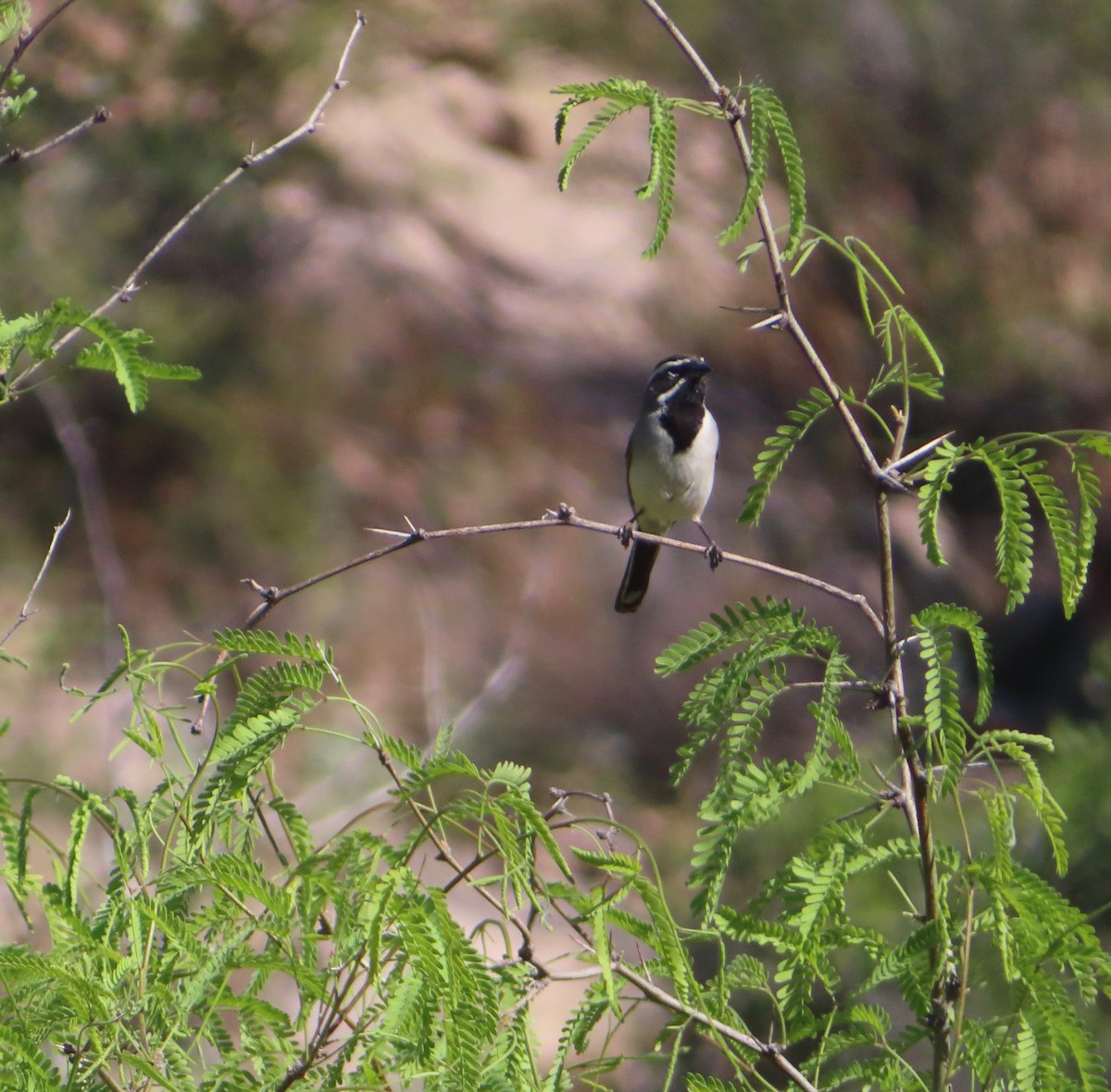Black-throated Sparrow - ML152474281