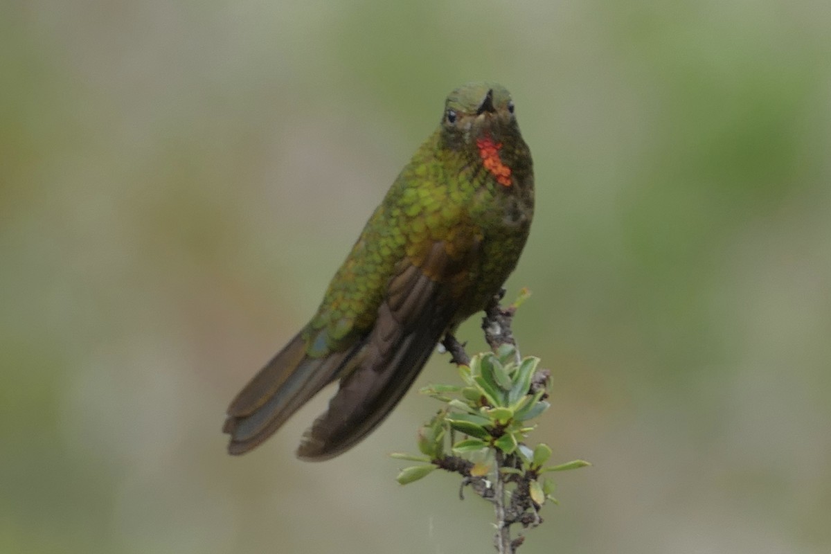 Fire-throated Metaltail - ML152474391