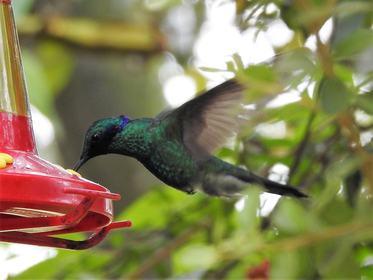 kolibřík modrolící - ML152474761