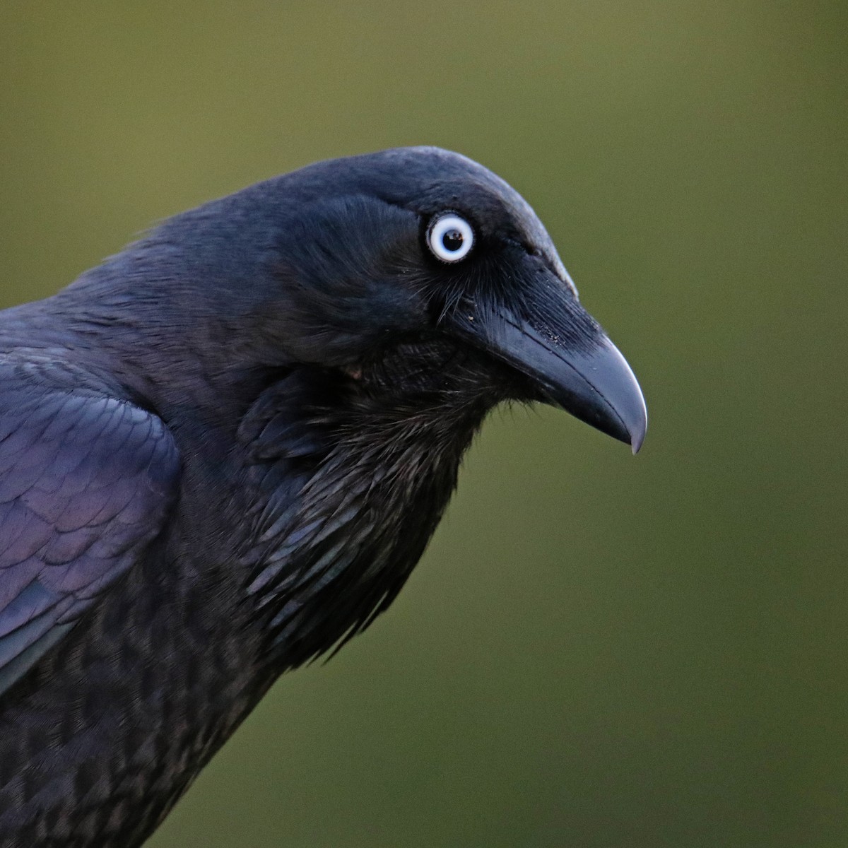 Australian Raven - Andreas Heikaus