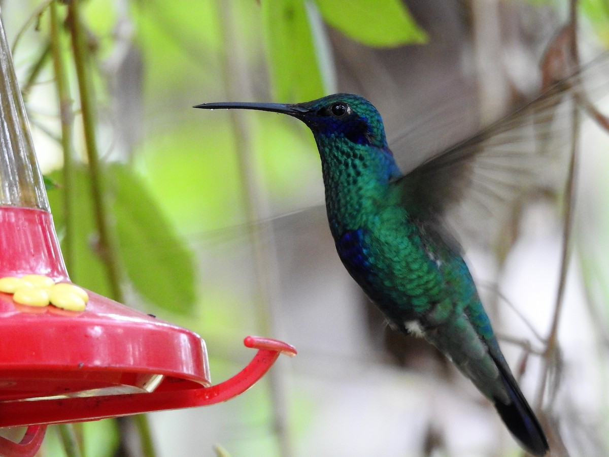 kolibřík modrolící - ML152475401