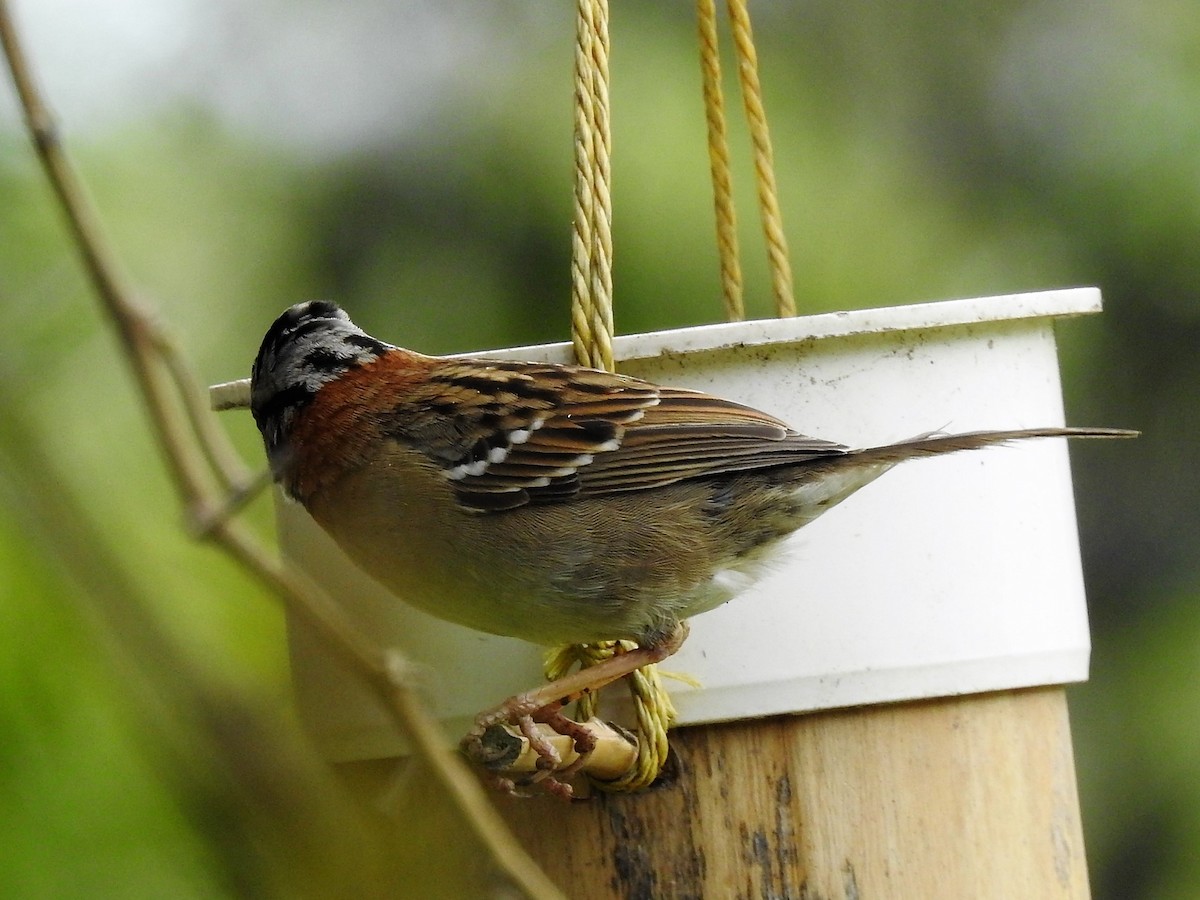 Rufous-collared Sparrow - ML152475461