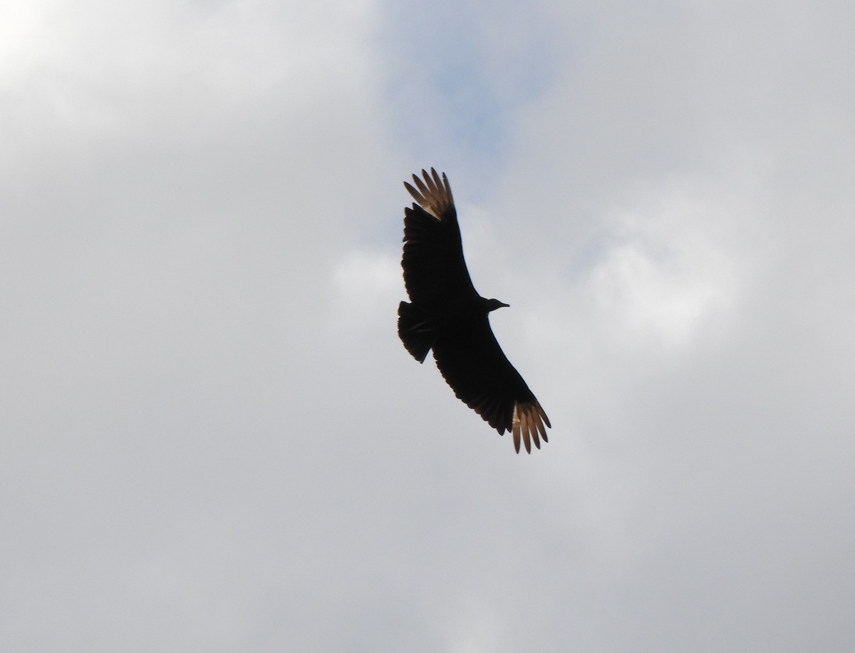 Black Vulture - Shane Carroll