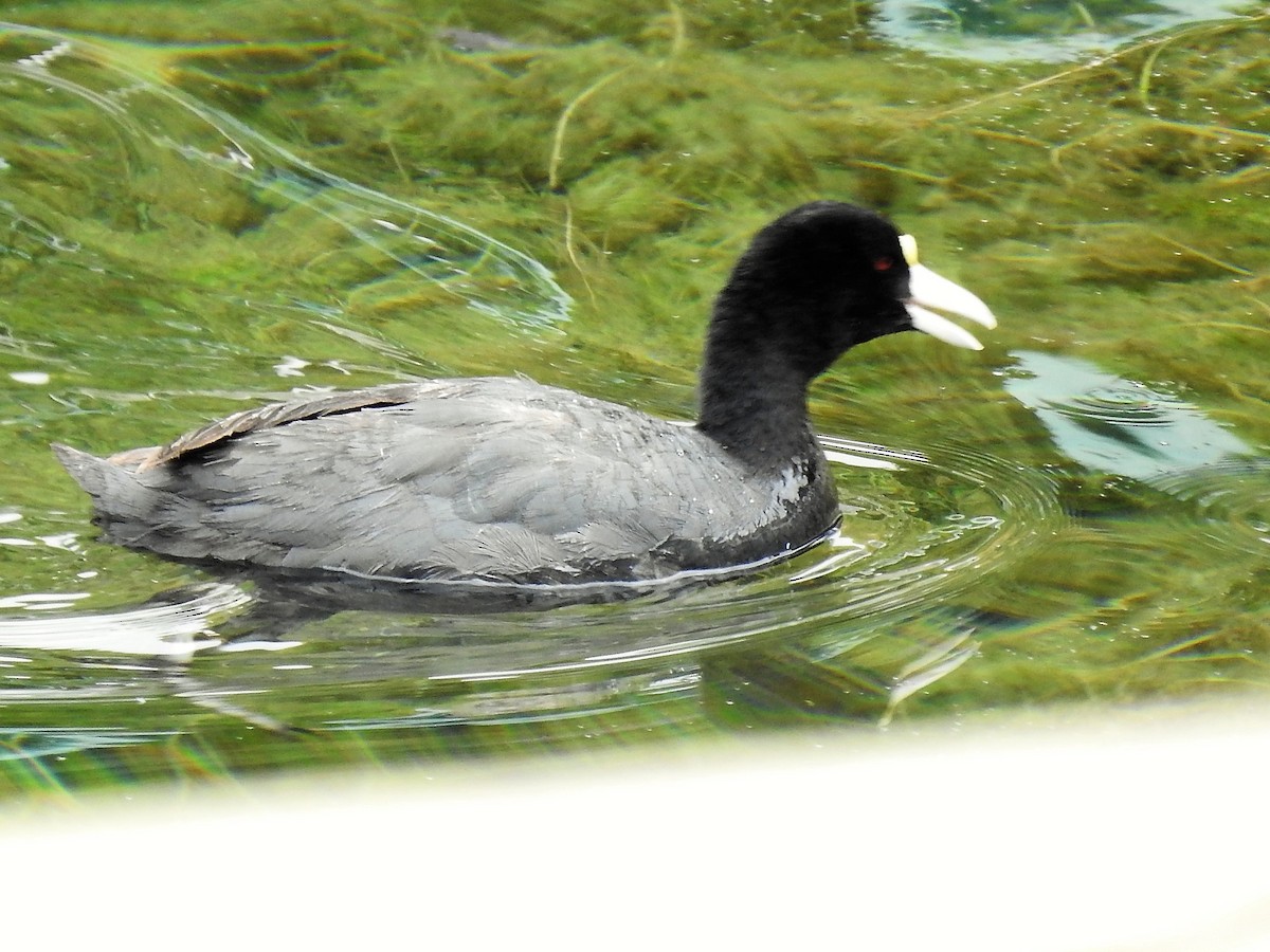 Slate-colored Coot - Dennis S Main