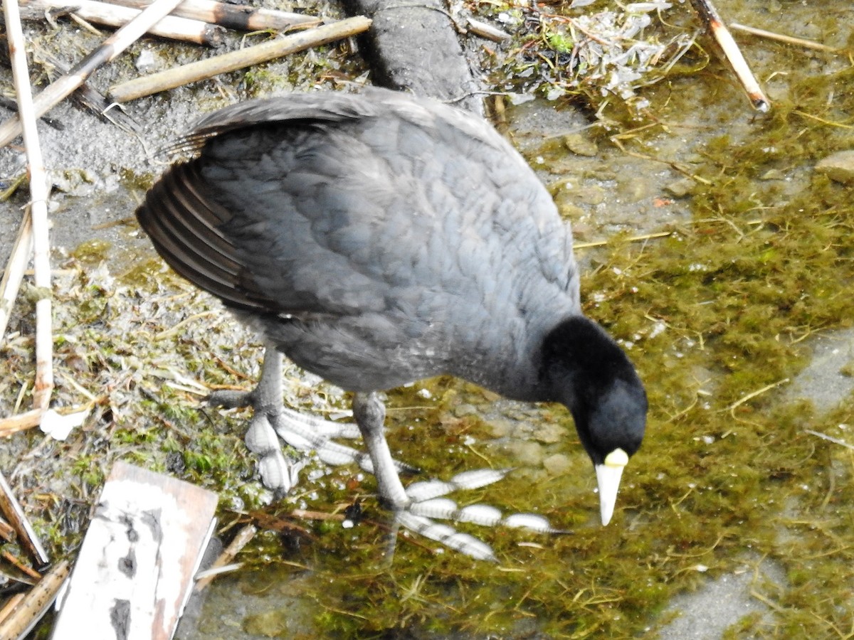 Slate-colored Coot - Dennis S Main