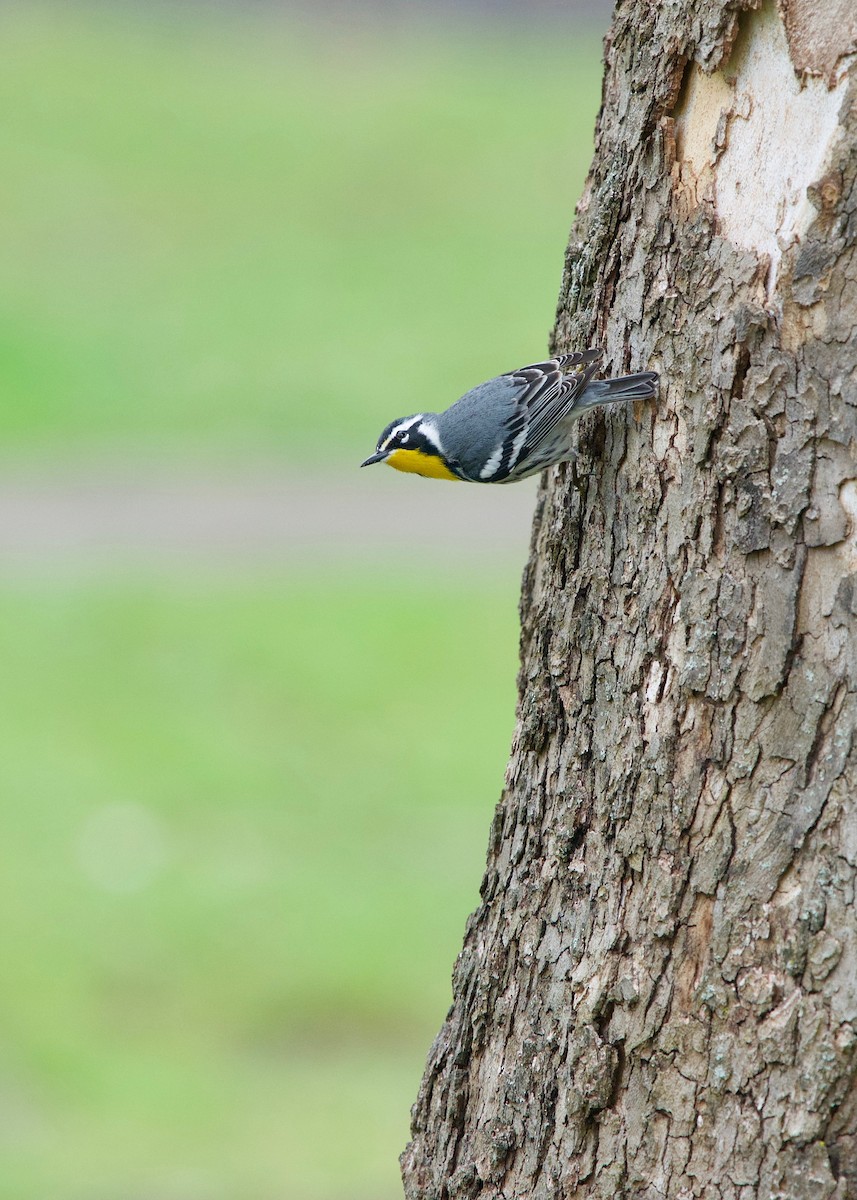 Yellow-throated Warbler - Jon Cefus