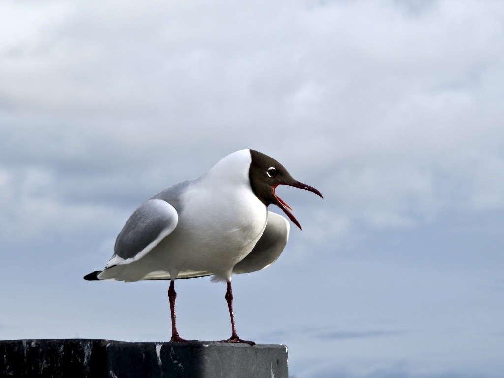 Black-headed Gull - Alexandre Justo Álvarez