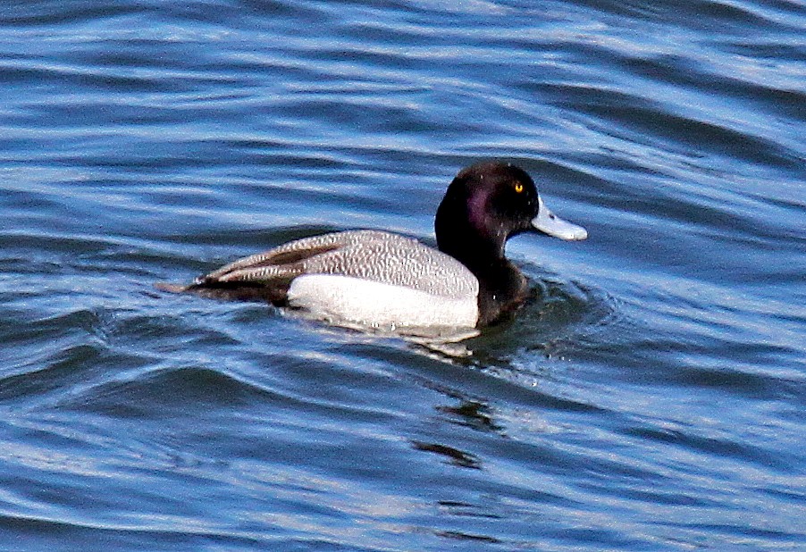 Greater Scaup - Ronald Harrower