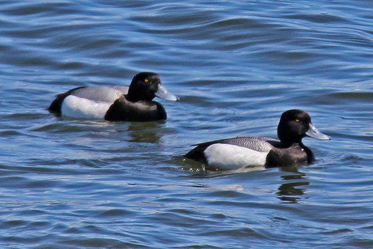 Greater Scaup - Ronald Harrower