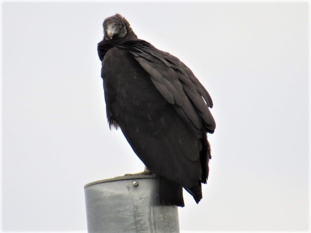 Black Vulture - ML152481381