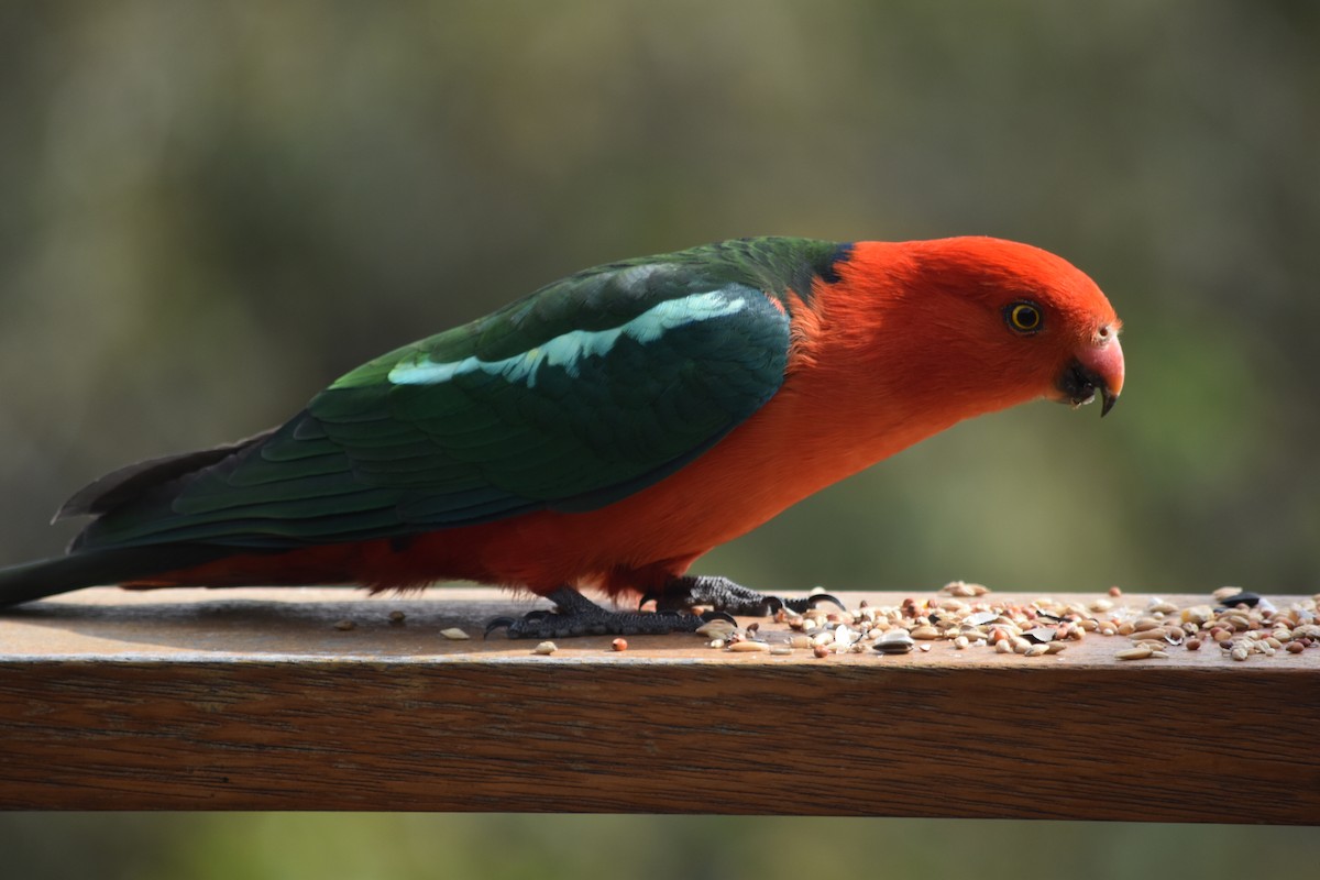 Avustralya Kral Papağanı - ML152481461