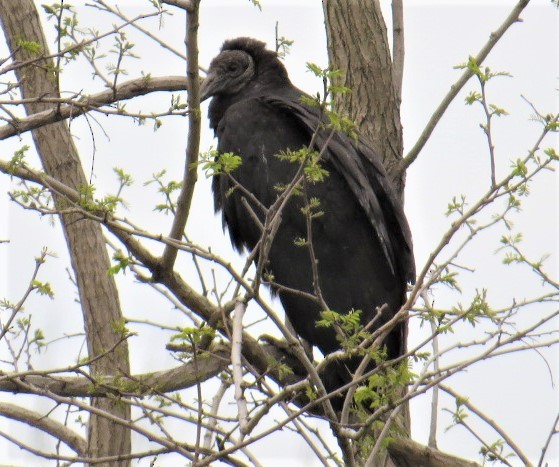 Black Vulture - pamela hoyland