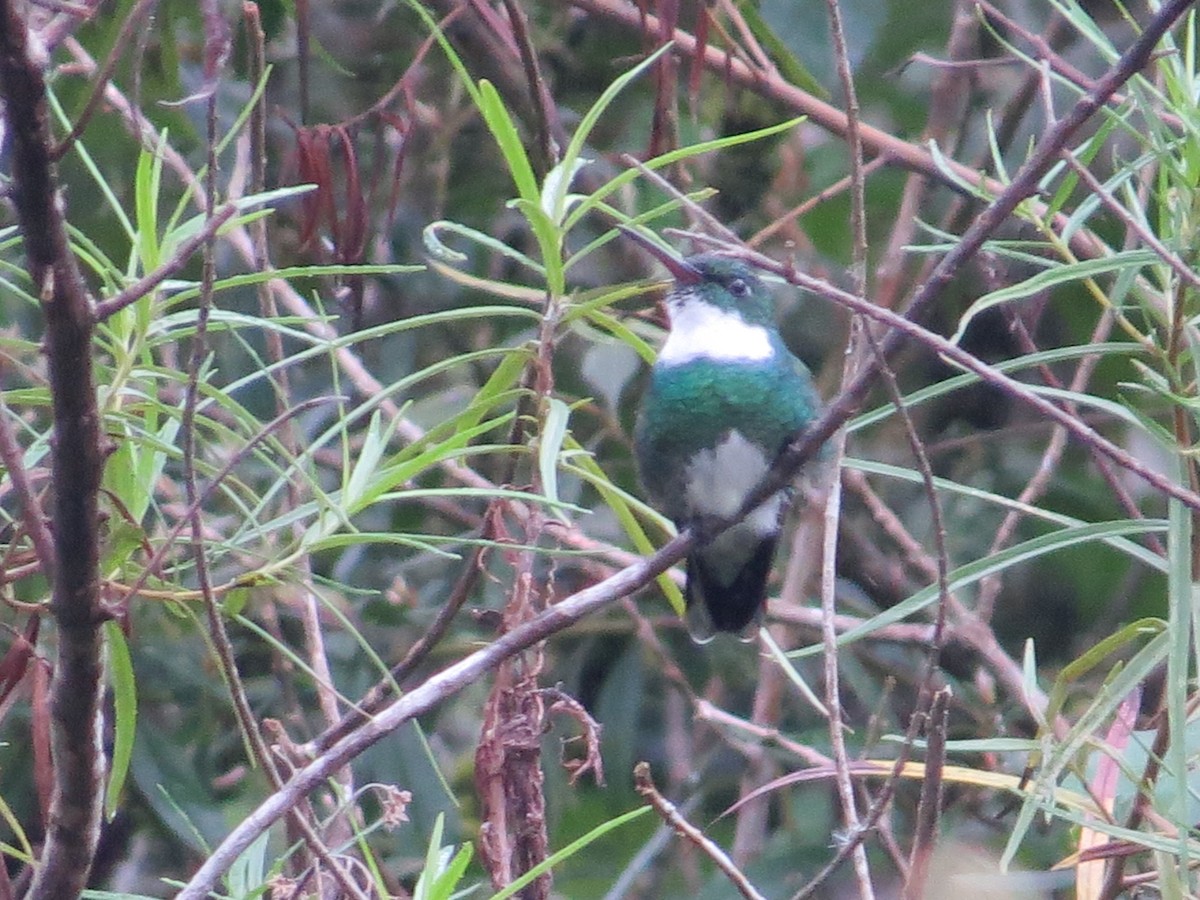 White-throated Hummingbird - ML152481601