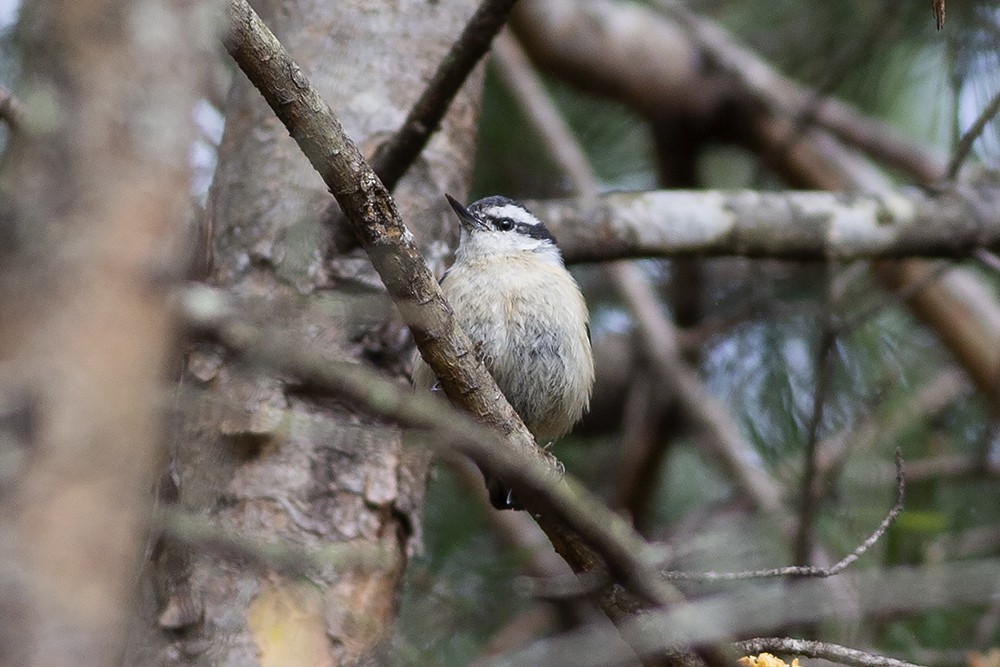 Red-breasted Nuthatch - ML152481681