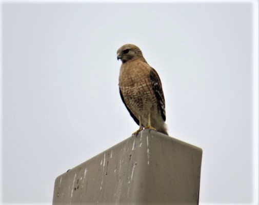 Red-shouldered Hawk - pamela hoyland