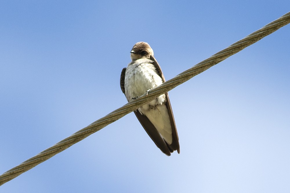 Northern Rough-winged Swallow - Martin Wall