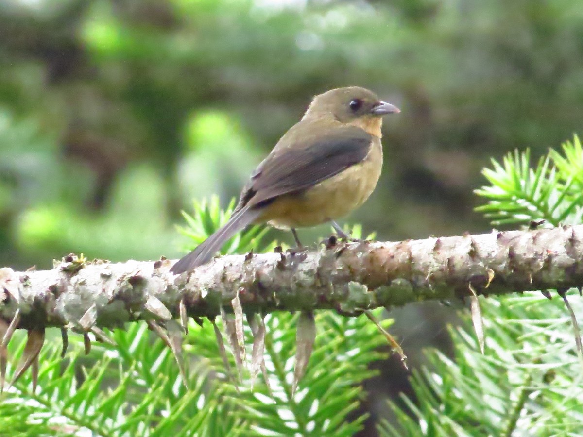 Black-goggled Tanager - ML152482261