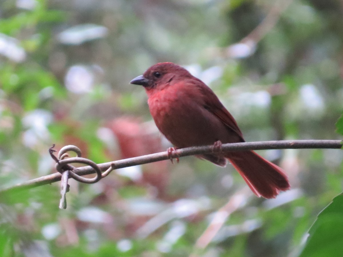 Red-crowned Ant-Tanager - Cleberton Bianchini