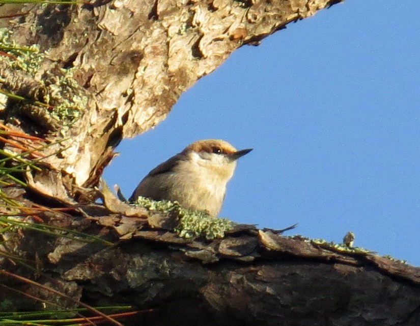 Brown-headed Nuthatch - ML152482391