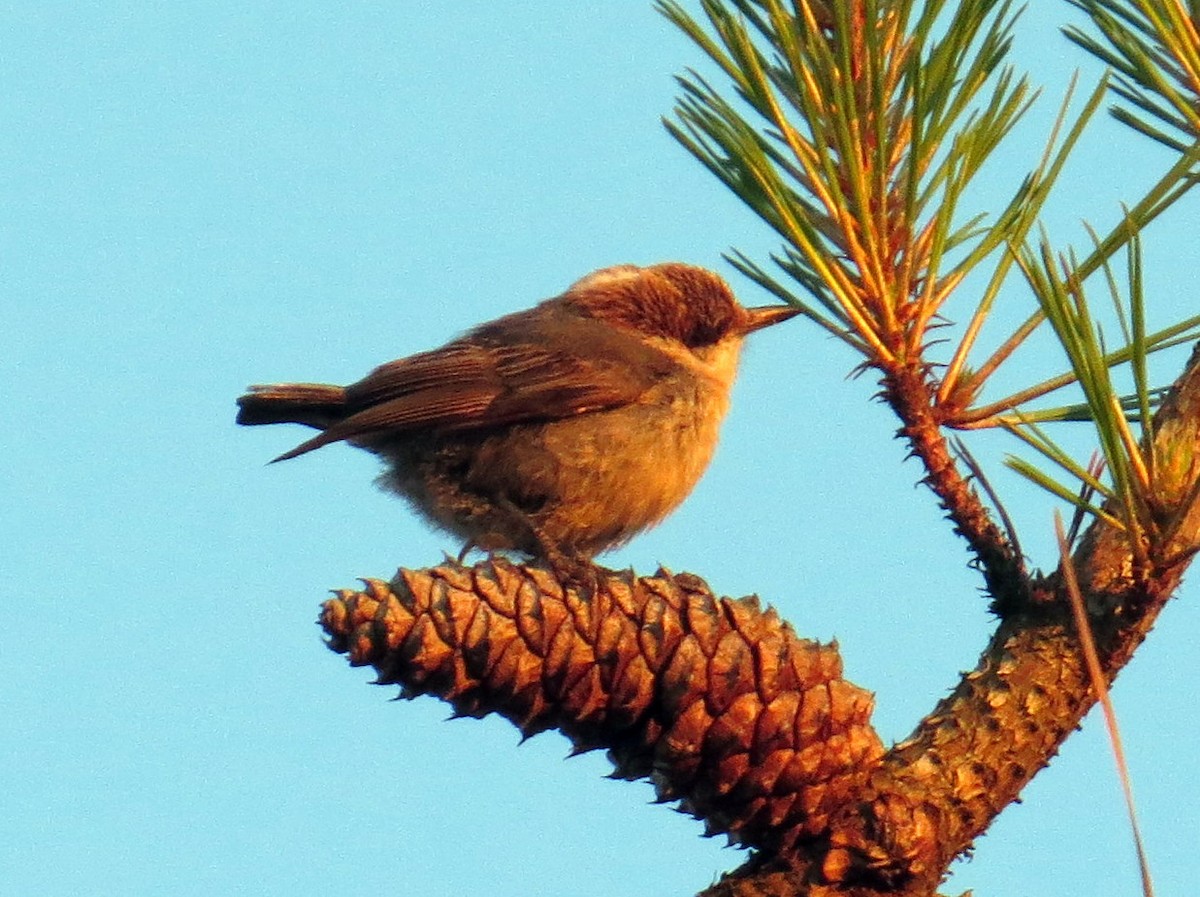 Brown-headed Nuthatch - ML152482401