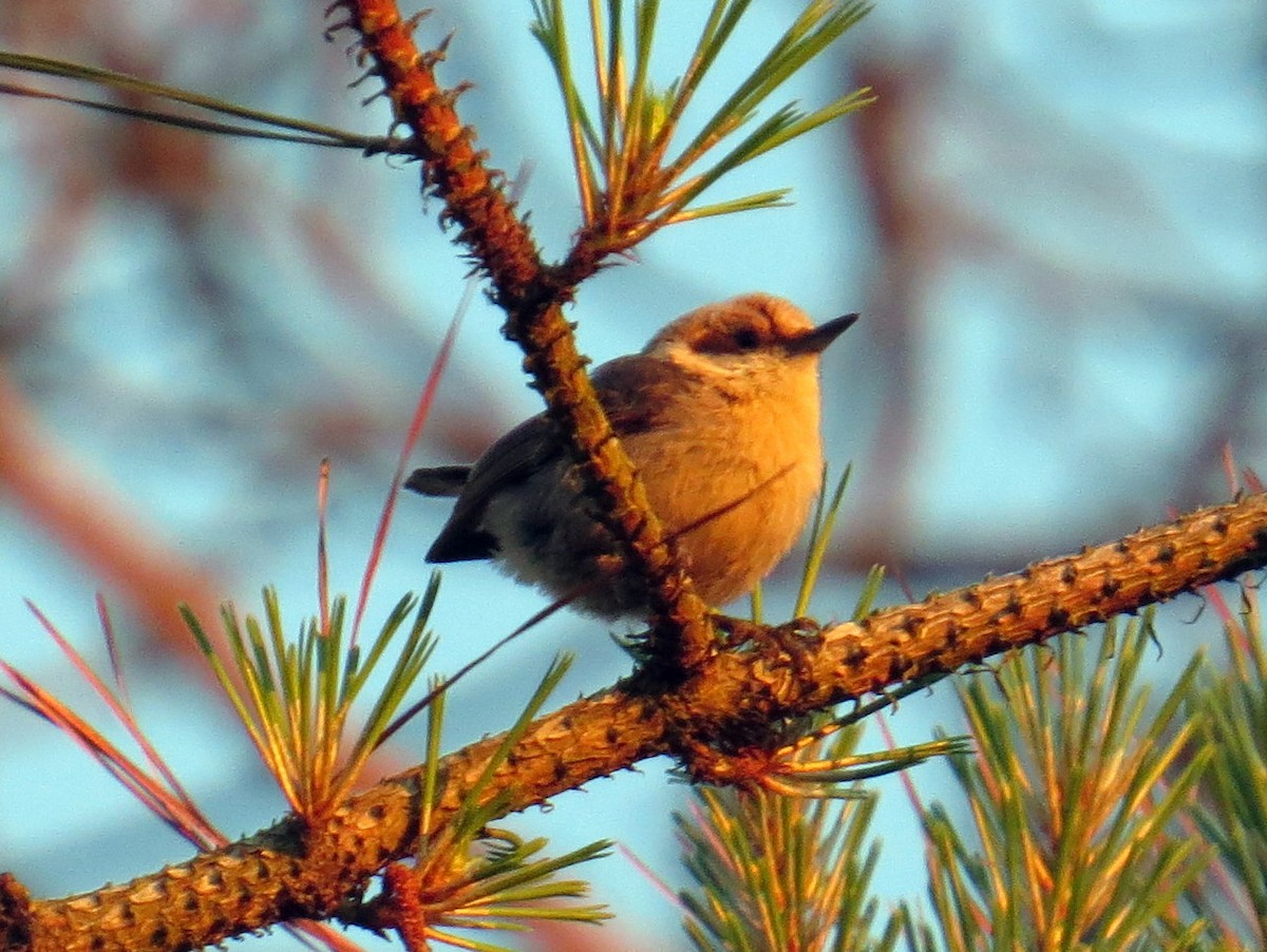 Brown-headed Nuthatch - ML152482411
