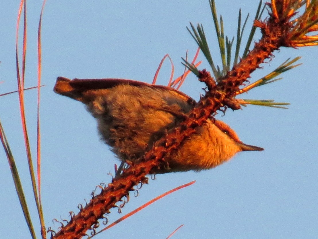 Brown-headed Nuthatch - ML152482431