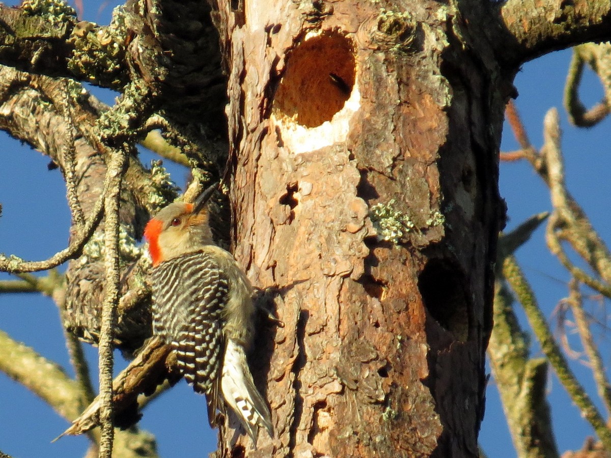 Red-bellied Woodpecker - ML152482711