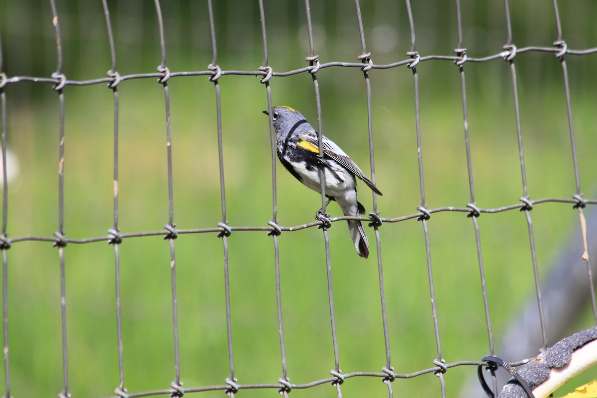 Yellow-rumped Warbler (Audubon's) - Anonymous