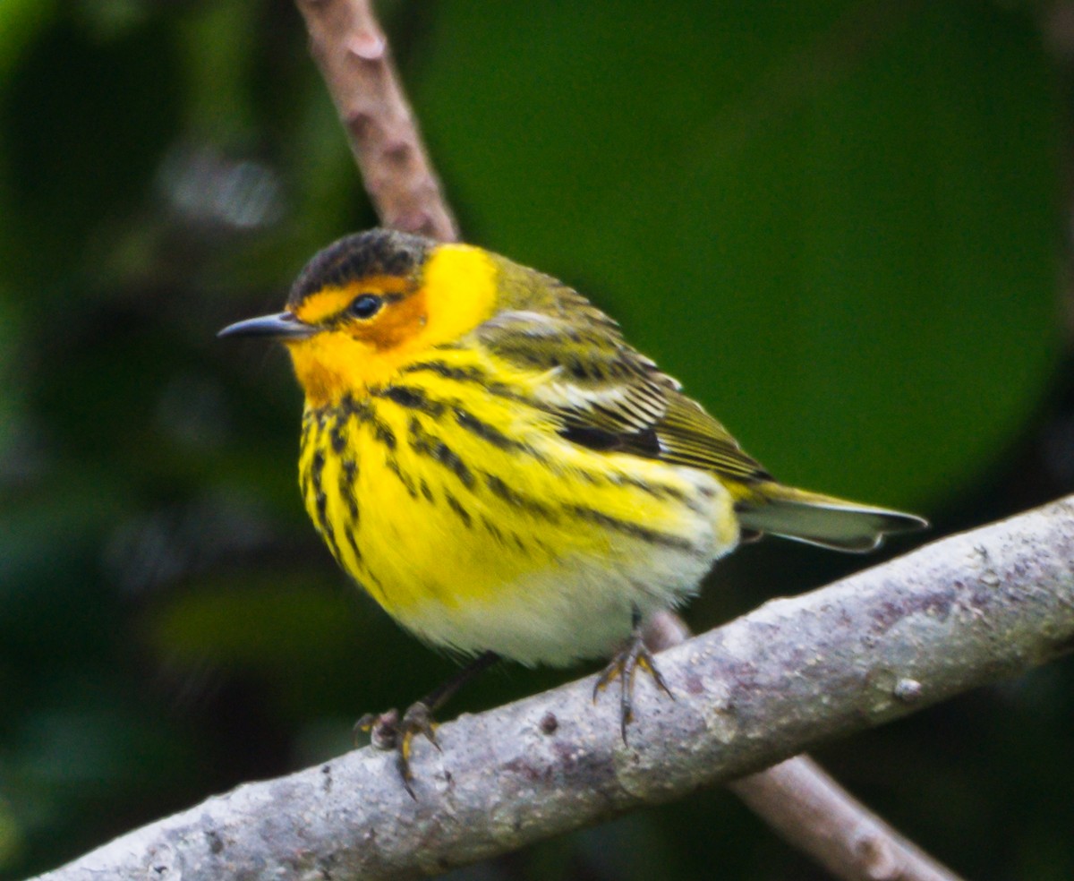 Cape May Warbler - ML152483881