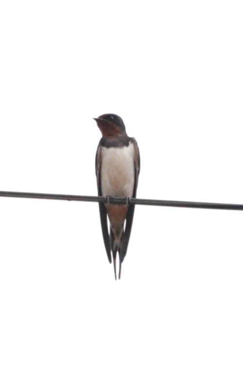 Barn Swallow - ML152483951