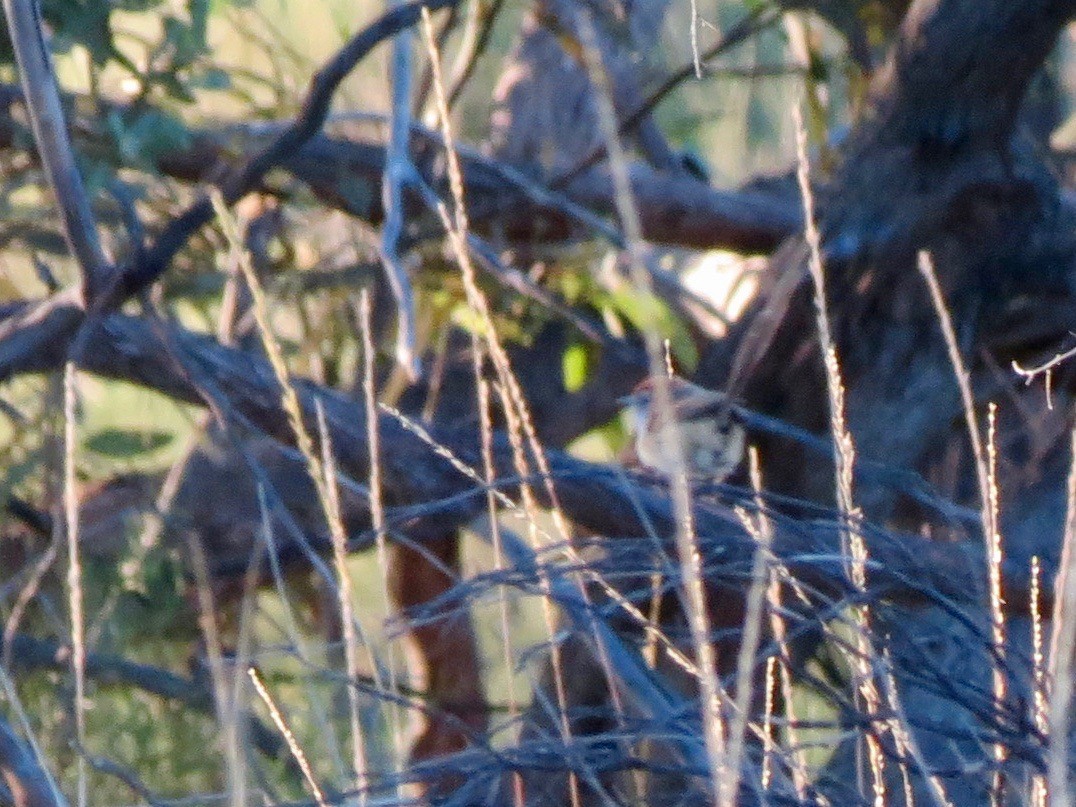 Rufous-crowned Emuwren - Elliot Leach