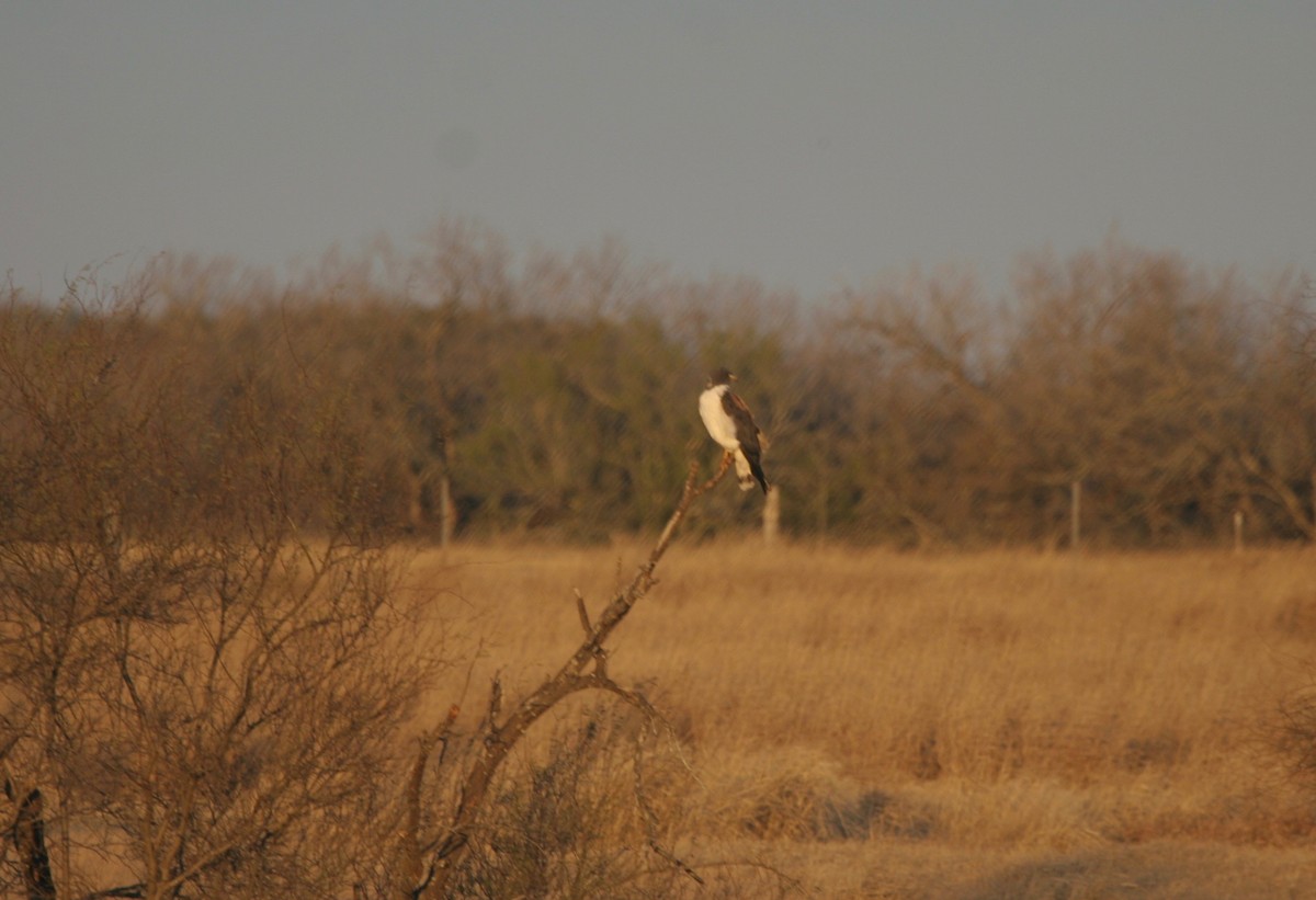 White-tailed Hawk - Gary Brunvoll