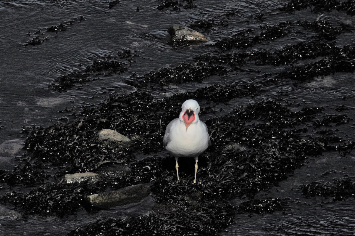 Common Gull - Ann Saetnan