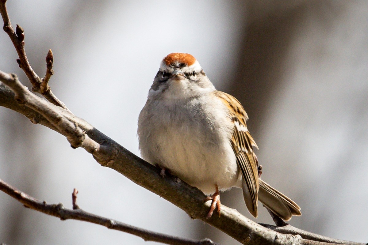 Chipping Sparrow - Michael Warner