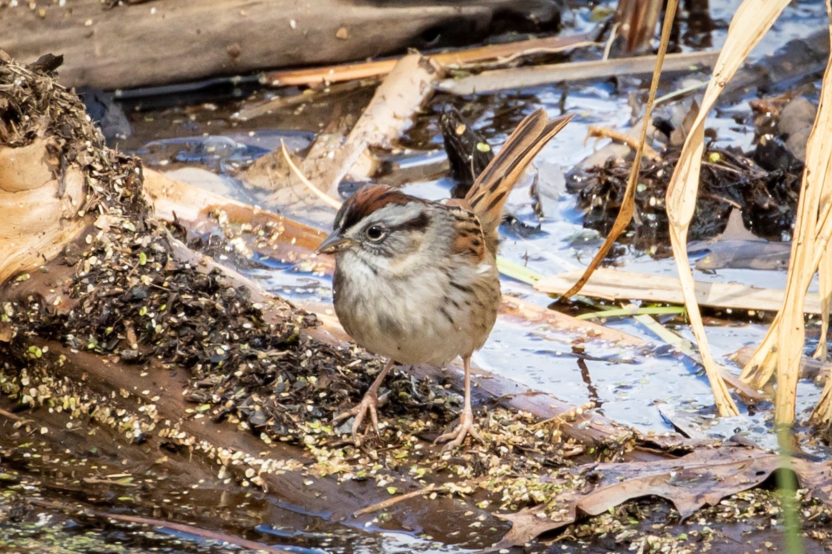 Swamp Sparrow - Michael Warner