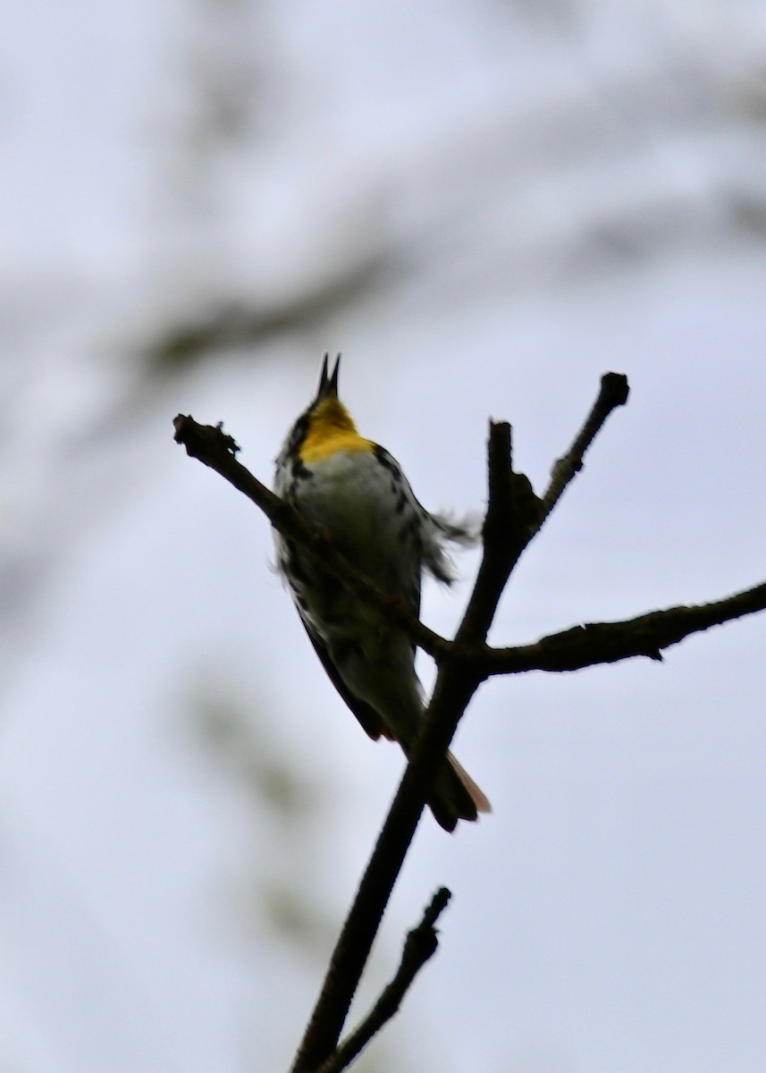 Yellow-throated Warbler - Rick&Peggy Price