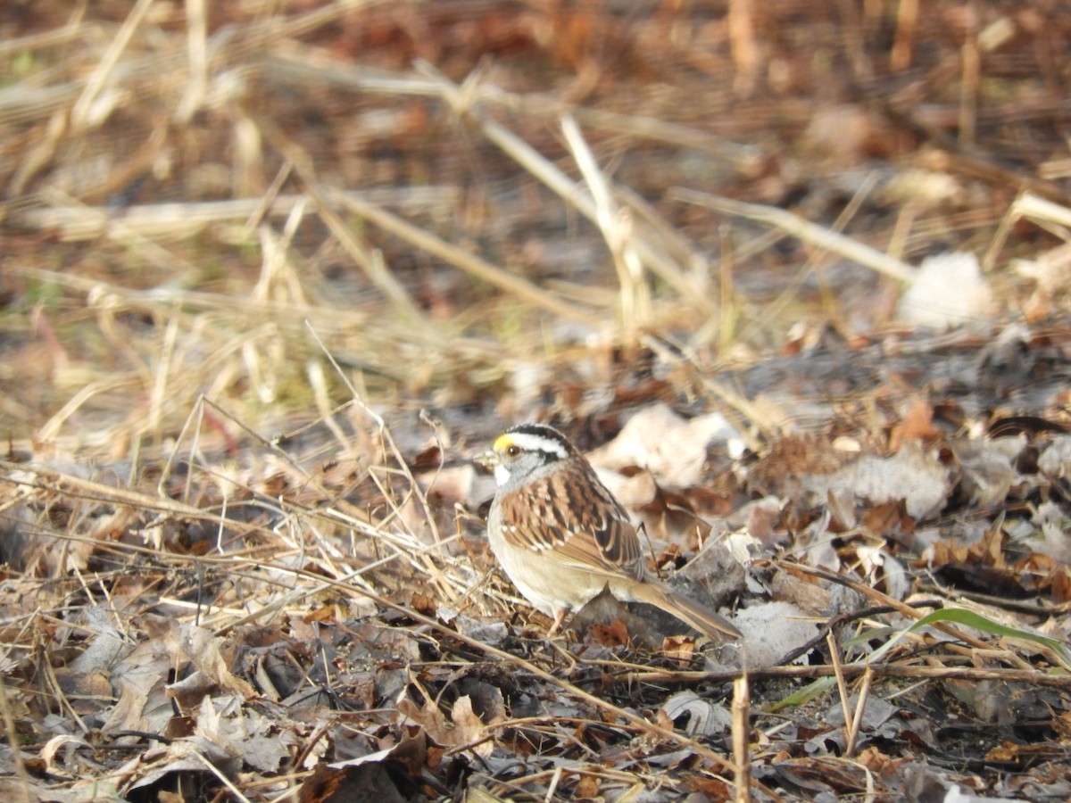 White-throated Sparrow - Robert Huxley