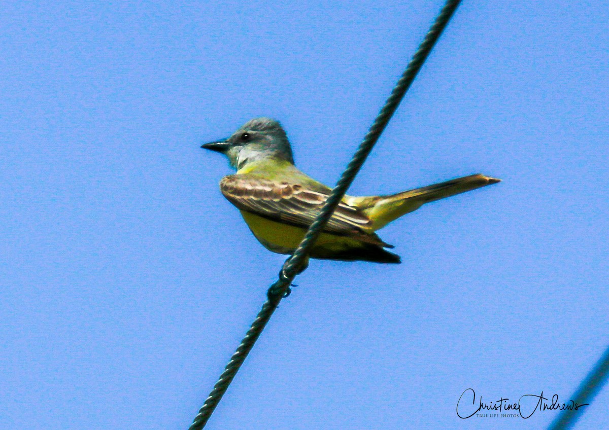 Couch's Kingbird - Christine Andrews