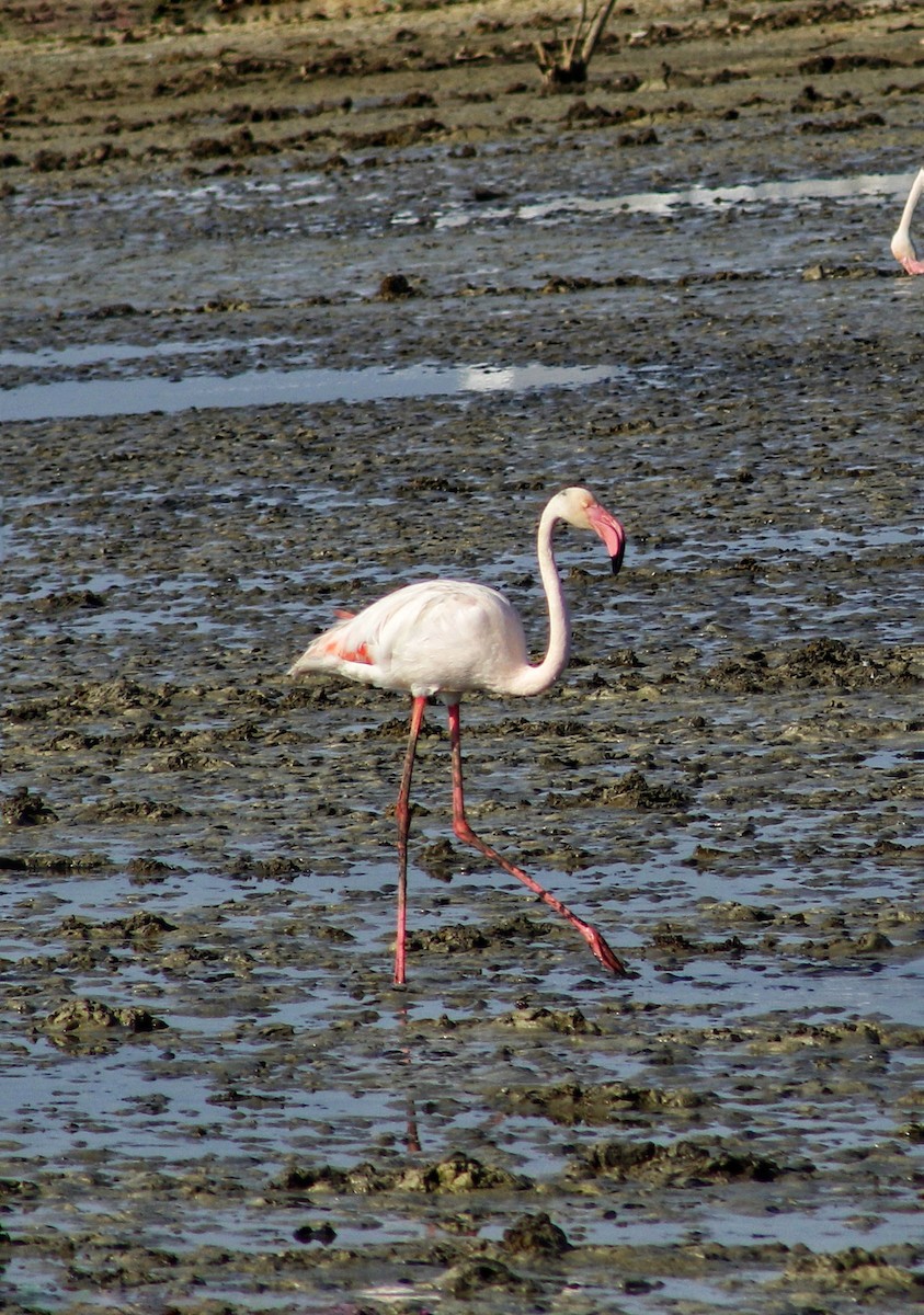 Greater Flamingo - ML152486641