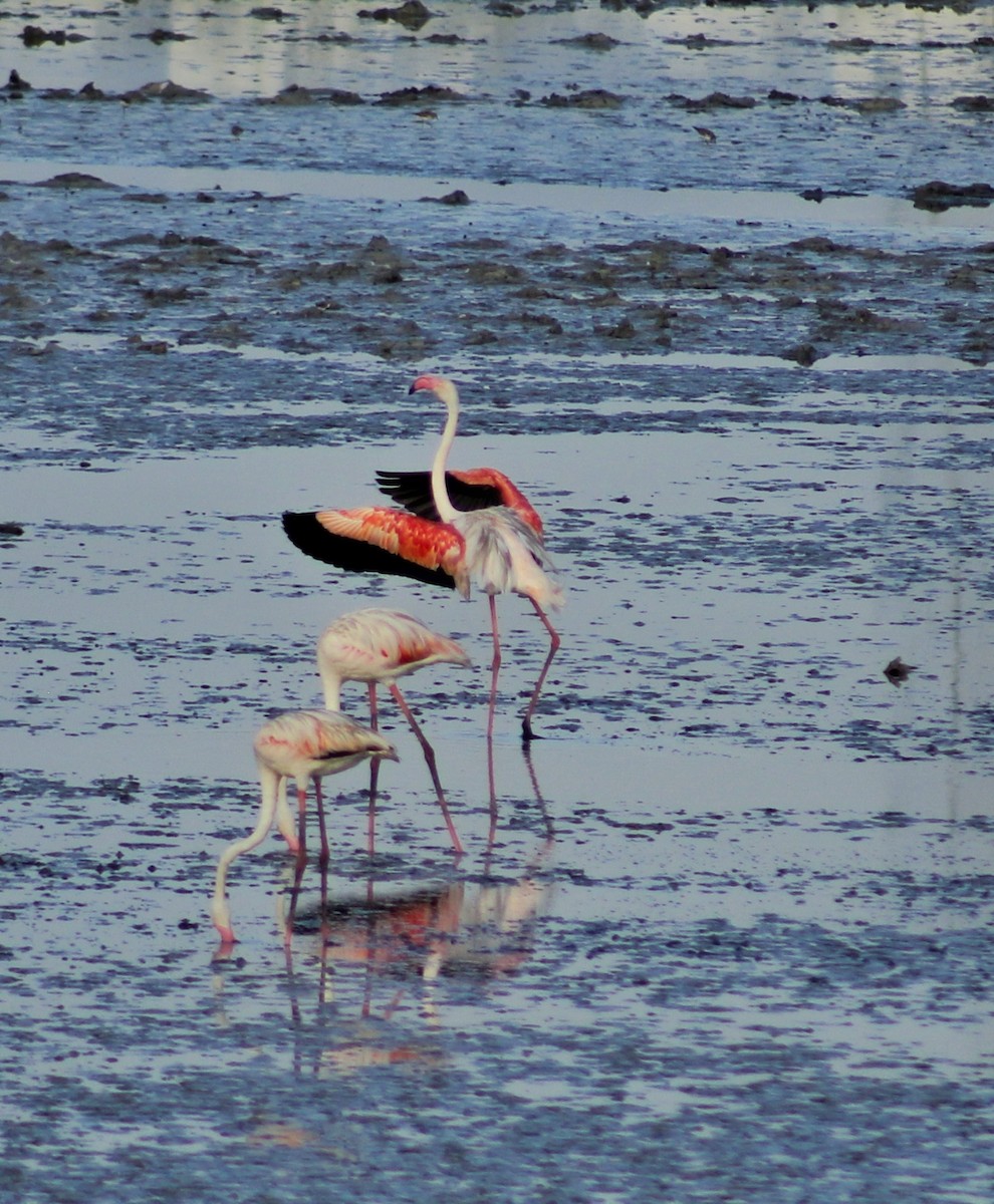 Greater Flamingo - ML152486661