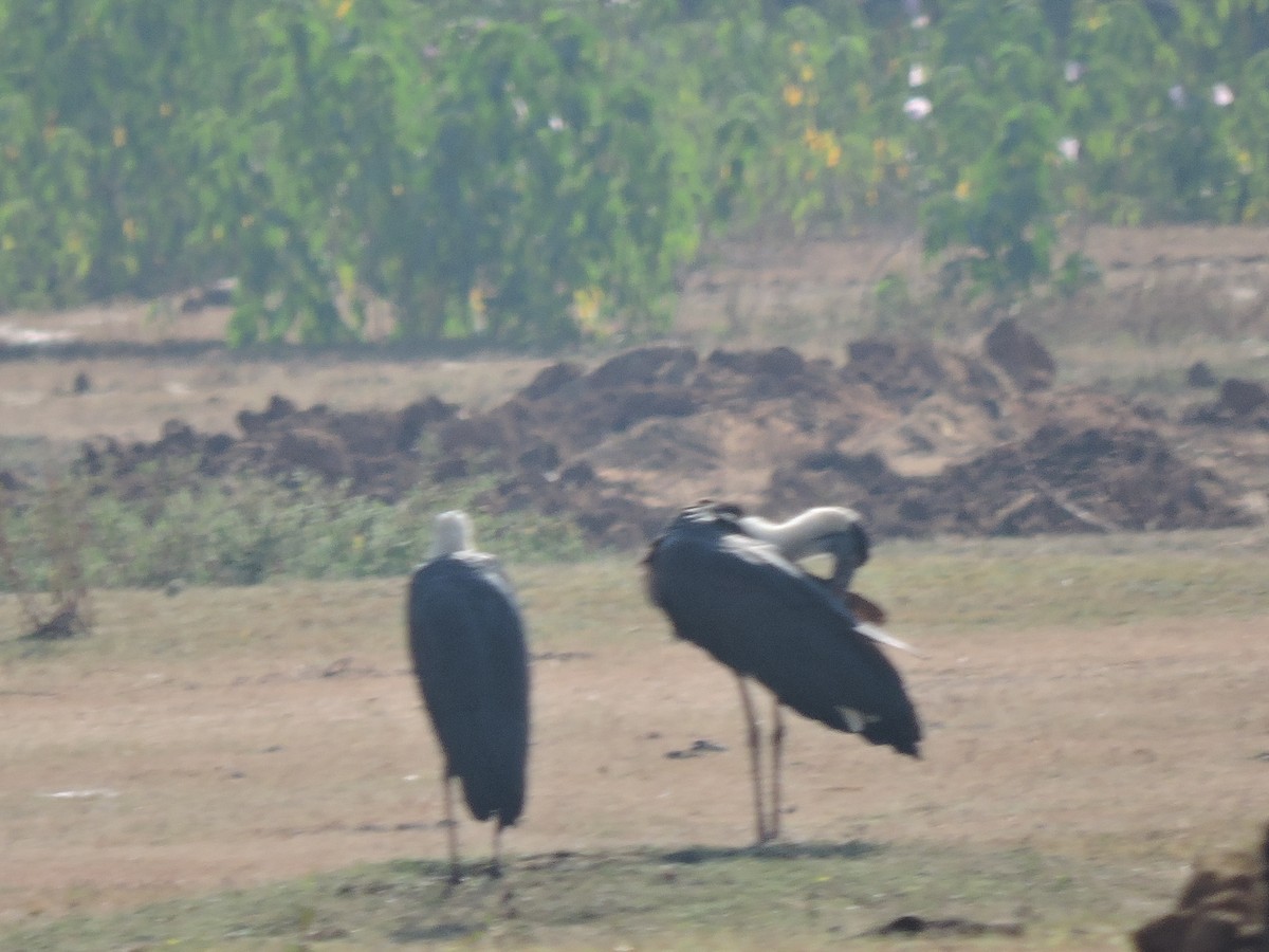 Asian Woolly-necked Stork - ML152486751