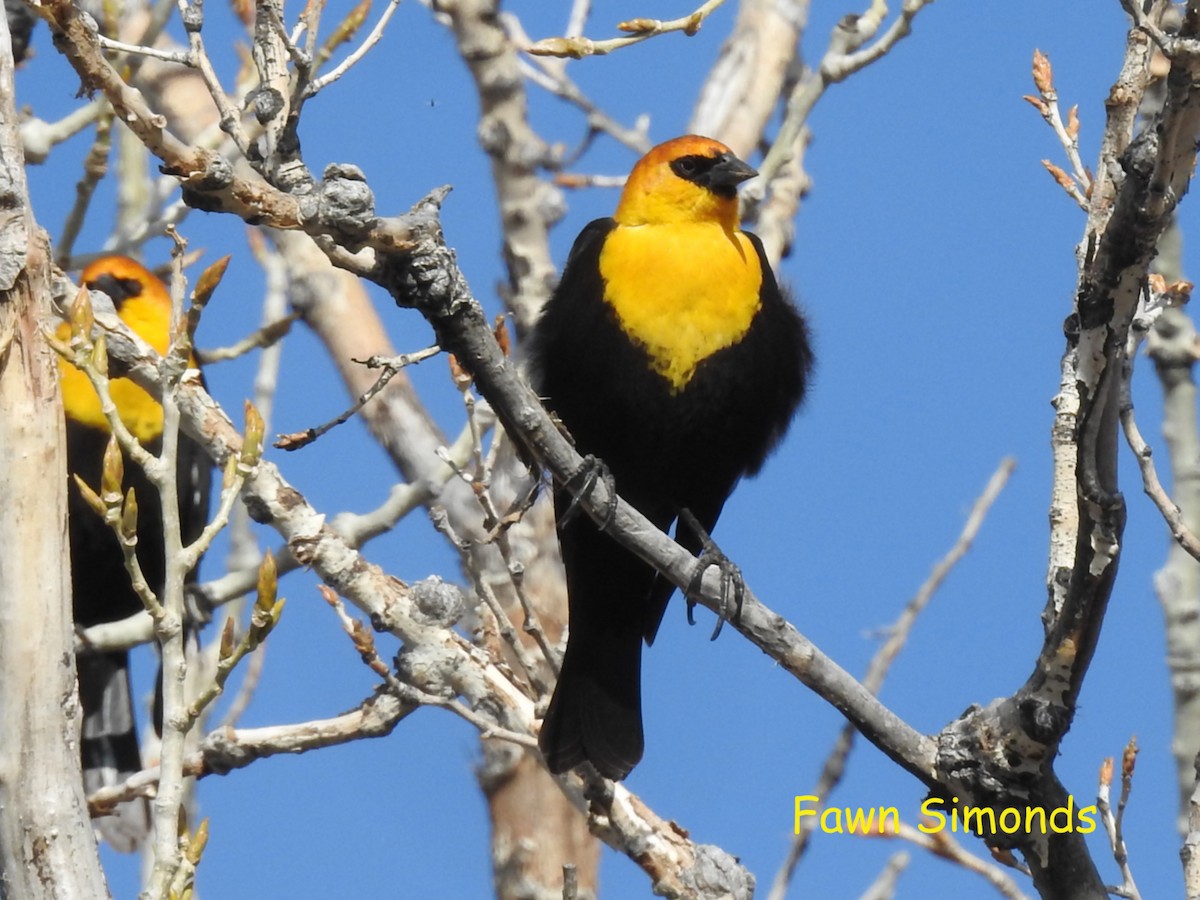 Yellow-headed Blackbird - Fawn Simonds