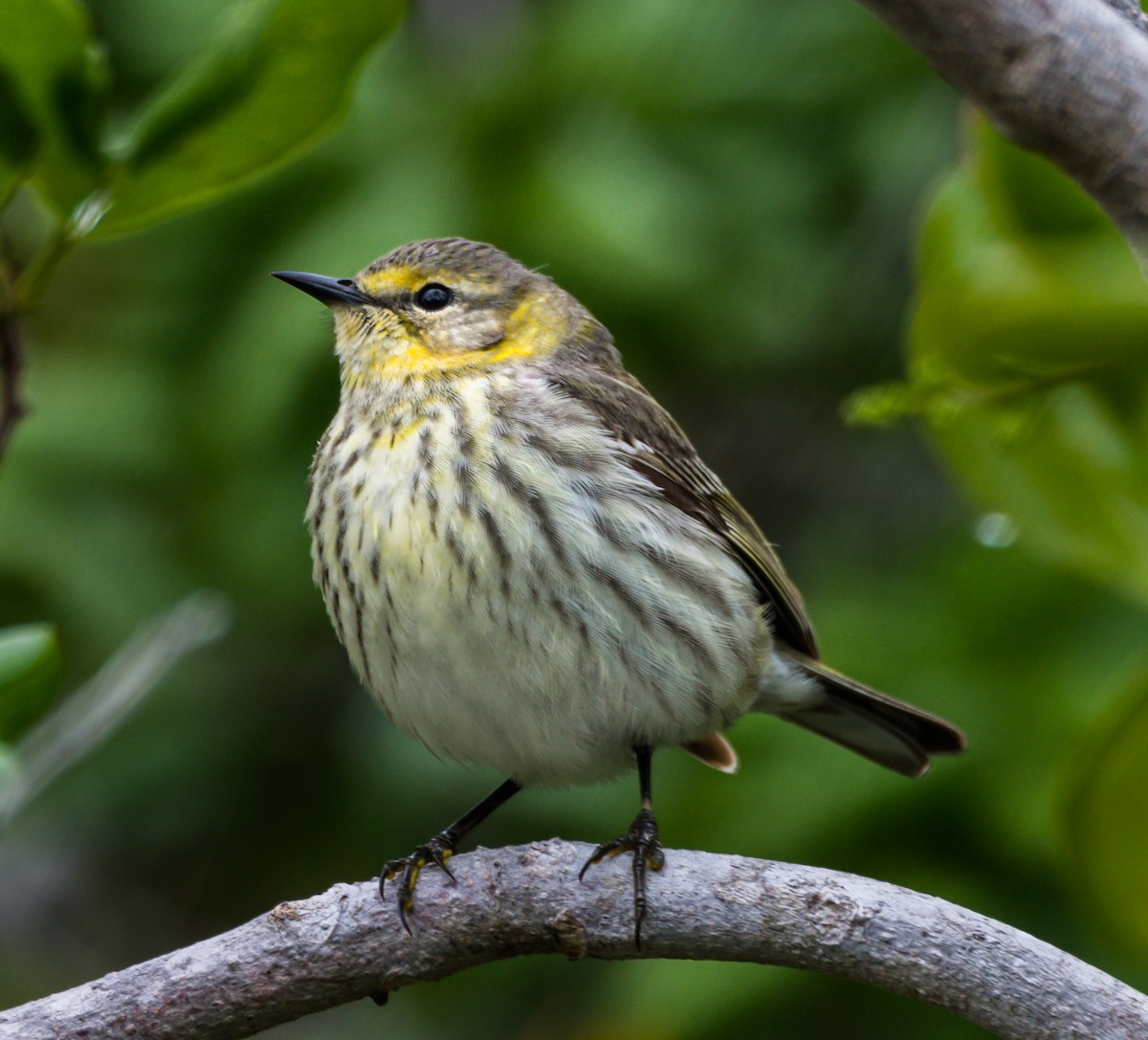 Cape May Warbler - ML152487041