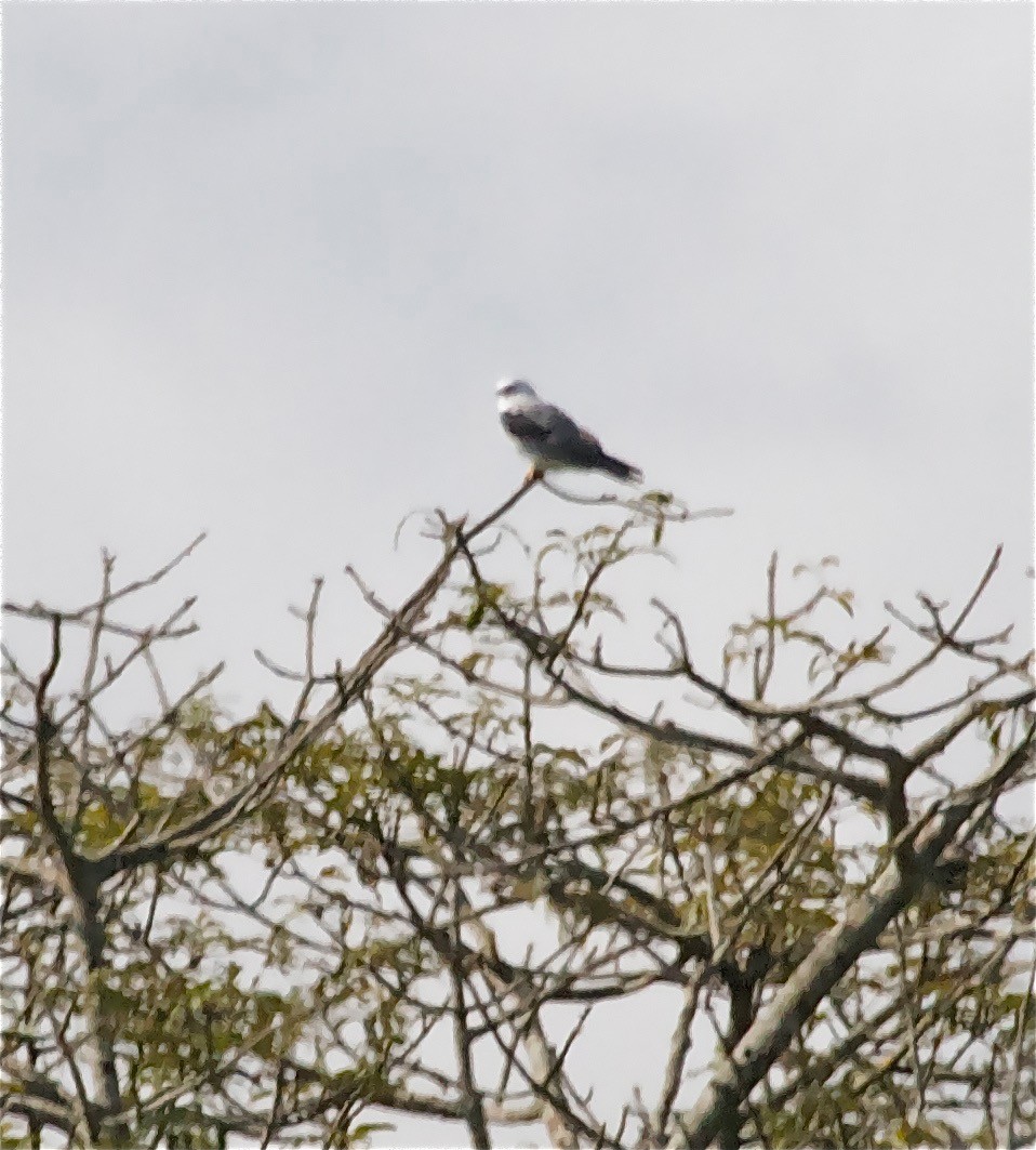 White-tailed Kite - Gary Brunvoll