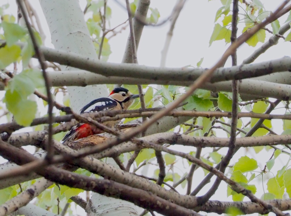 Great Spotted Woodpecker (cabanisi/stresemanni) - ML152487331